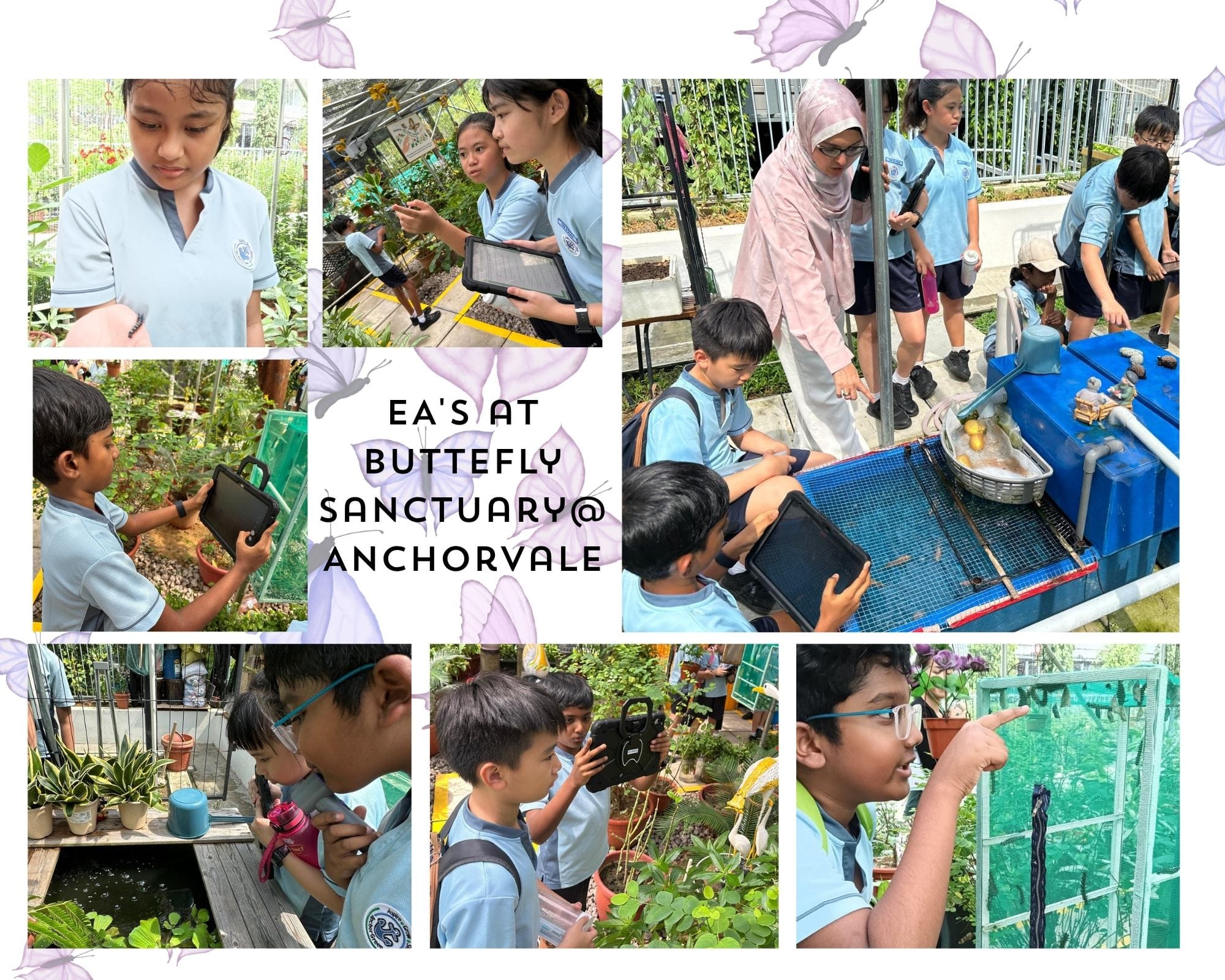 Collage of Environmental Ambassadors examining plants and hydroponic systems using digital tablets at the Butterfly Sanctuary @ Anchorvale in partnership with Sengkang Town Council. 